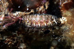 Acanthochitona kimberi