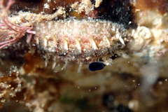 Acanthochitona kimberi