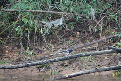 Enicurus leschenaulti