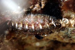 Acanthochitona kimberi