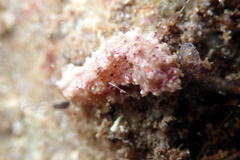 Plesiocolochirus ignavus