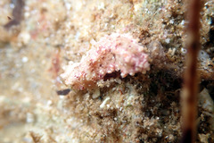 Plesiocolochirus ignavus