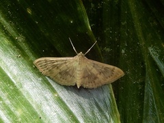 Patania ruralis