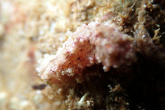 Plesiocolochirus ignavus