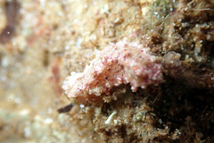 Plesiocolochirus ignavus