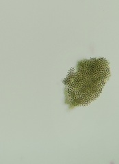 Microcystaceae