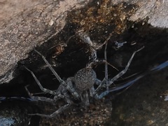 Araneae