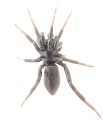 Drassyllus