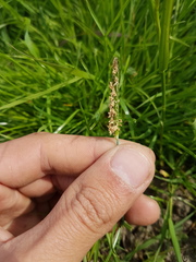 Alopecurus geniculatus