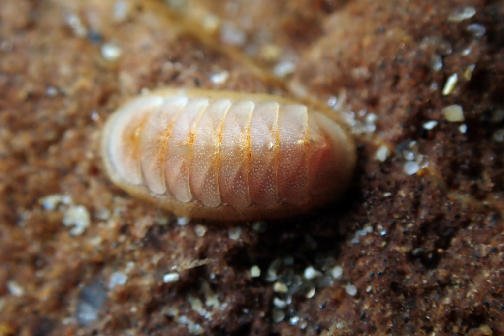 Lepidopleurina