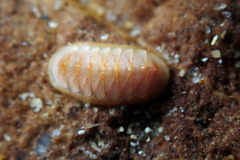 Leptochiton badius