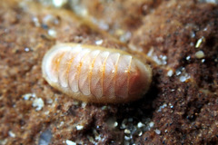 Leptochiton badius