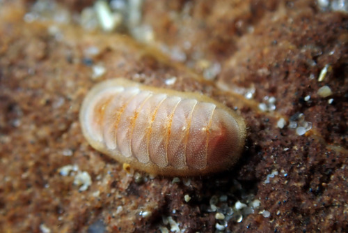 Representative image of Lepidopleurida