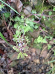 Mazus stachydifolius