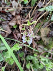 Mazus stachydifolius