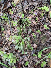 Mazus stachydifolius