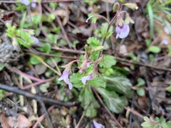 Mazus stachydifolius