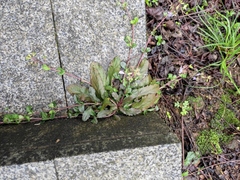 Mazus stachydifolius