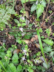 Mazus stachydifolius