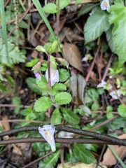 Mazus stachydifolius