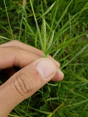 Alopecurus geniculatus