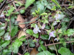 Mazus stachydifolius