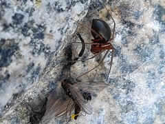 Araneae