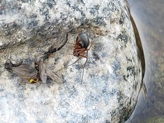 Araneae