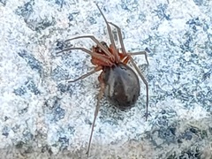 Araneae
