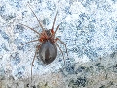 Araneae