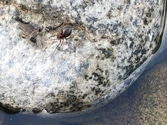 Araneae