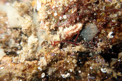 Plesiocolochirus ignavus