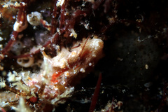 Plesiocolochirus ignavus