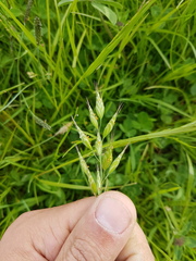 Bromus hordeaceus