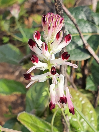 Image of Fumaria flabellata by (c) Mehdi Chetibi, some rights reserved (CC BY)