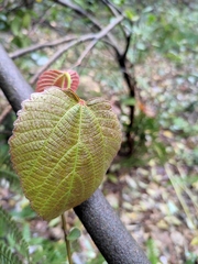 Alchornea davidii