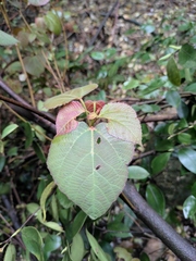 Alchornea davidii