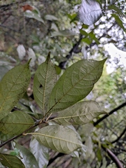 Lithocarpus glaber