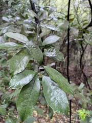 Lithocarpus glaber