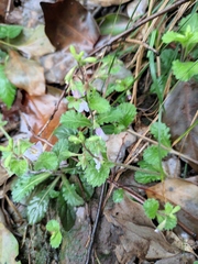Mazus stachydifolius
