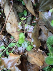 Mazus stachydifolius