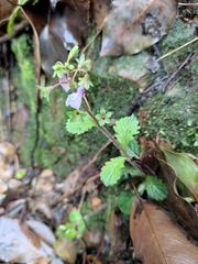 Mazus stachydifolius
