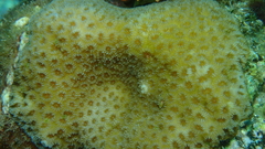 Goniastrea stelligera
