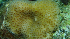 Goniastrea stelligera