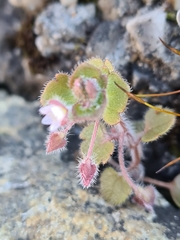Veronica hederifolia
