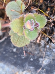 Veronica hederifolia