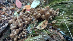 Mycena alcalina