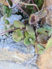 Veronica hederifolia