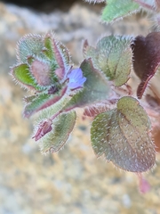 Veronica hederifolia