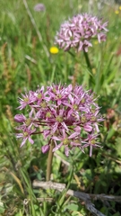 Allium tel-avivense